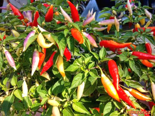 Chilli Aji Omnicolor - semena Chilli Aji Omnicolor - semena