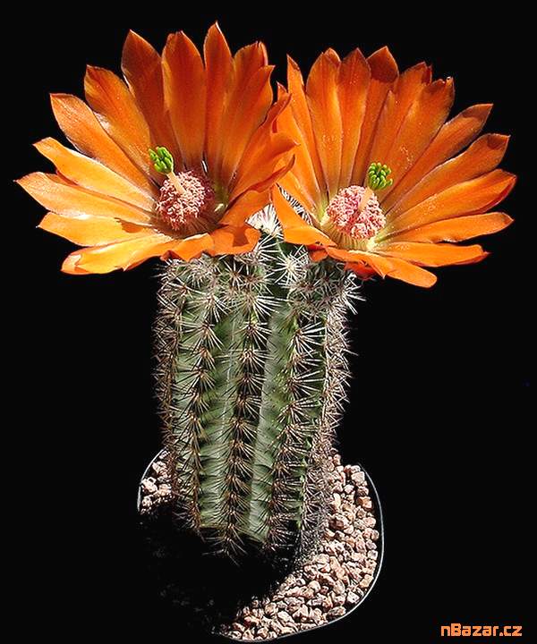 Kaktus Echinocereus lloydii SB 731 Pecos Tx-semen