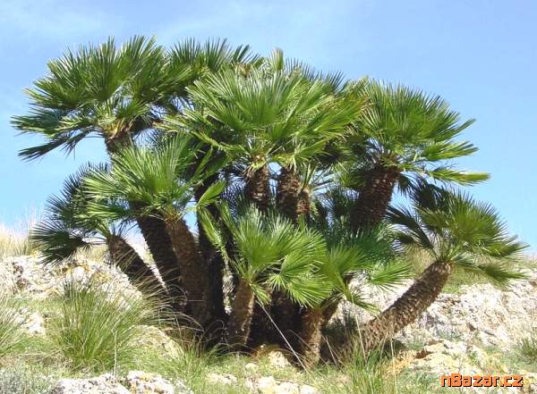 naklíčené semeno palma Chamaerops humilis