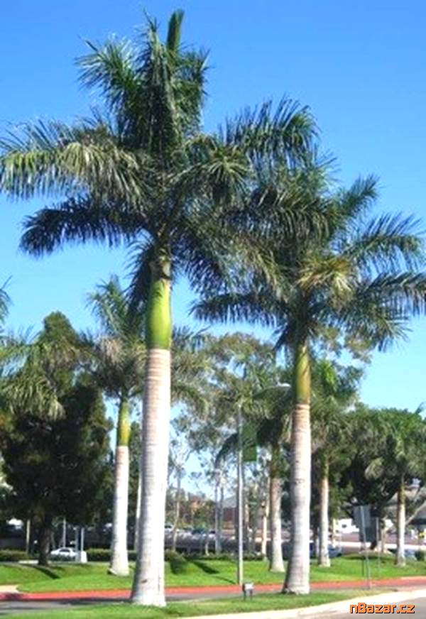 naklíčená semena Roystonea regia - královská palm