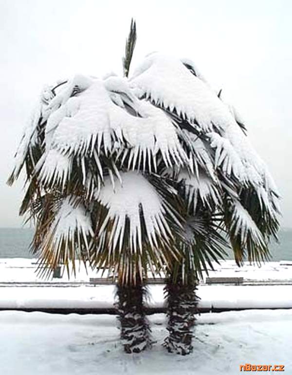 naklíčená semena palma Trachycarpus fortunei