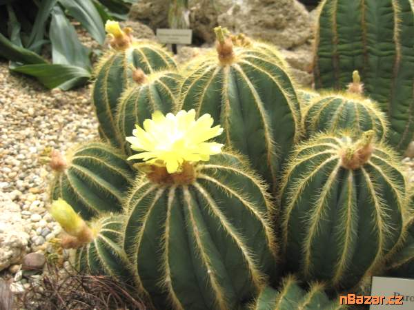 Kaktus Eriocactus magnificus - semena