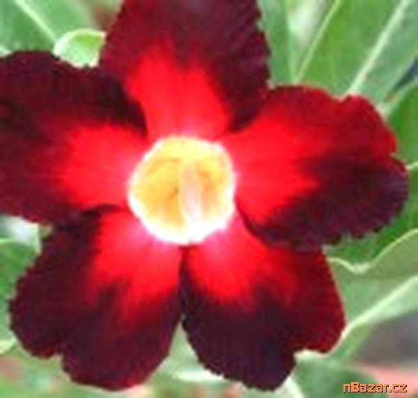 semena Adenium obesum apollo