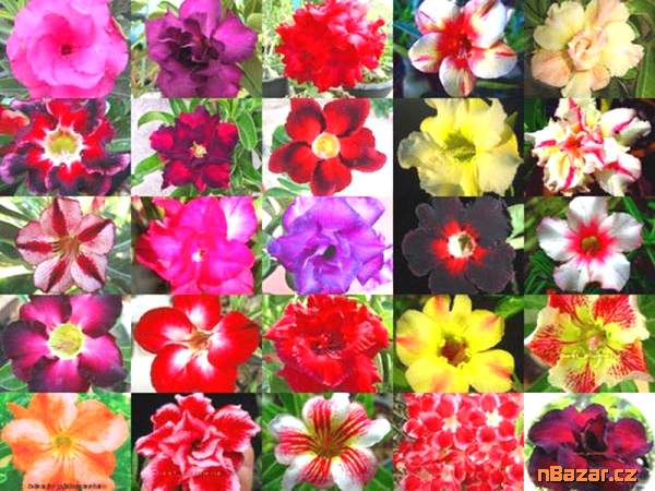 semena Adenium obesum mix barev