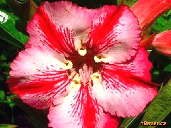 semena Adenium obesum romantic