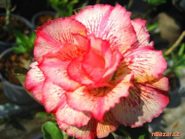 semena Adenium obesum petsayrung