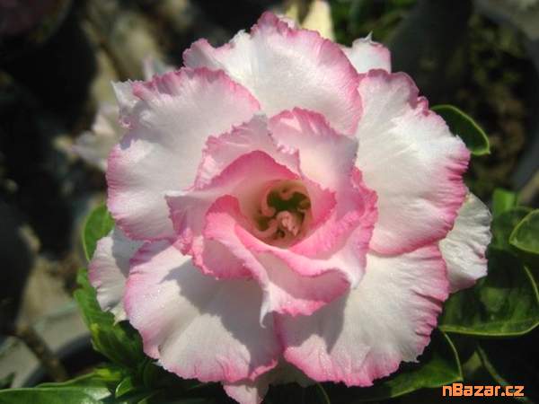 semena Adenium obesum ploypakay