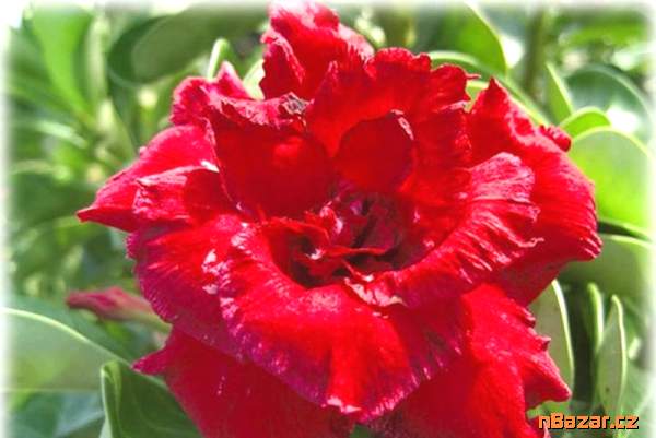 Adenium obesum ruya mahoran