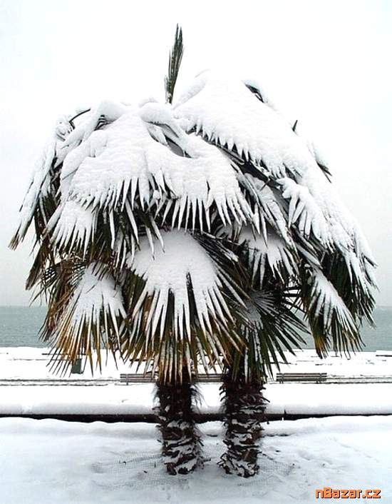 Sazenice Trachycarpus fortunei 1 - 2 první listy