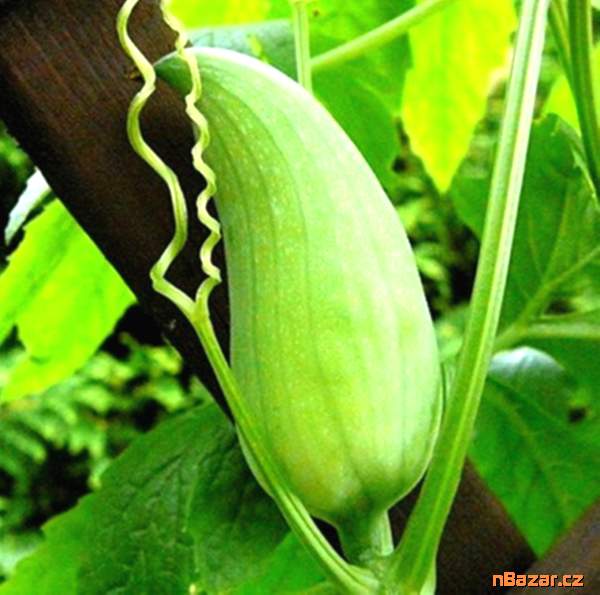 Ačokča (Cyclanthera pedata)