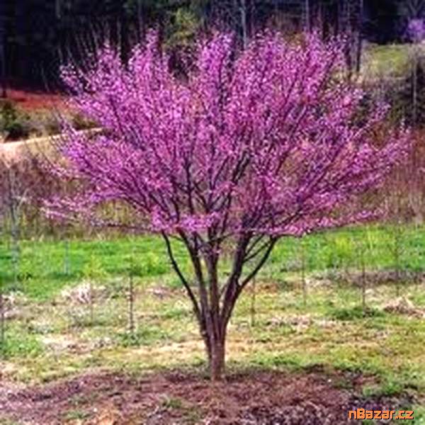 semena Cercis chinensis - Zmarlika čínská