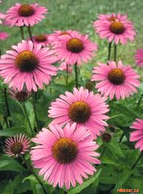 semena Echinacea Purpurea