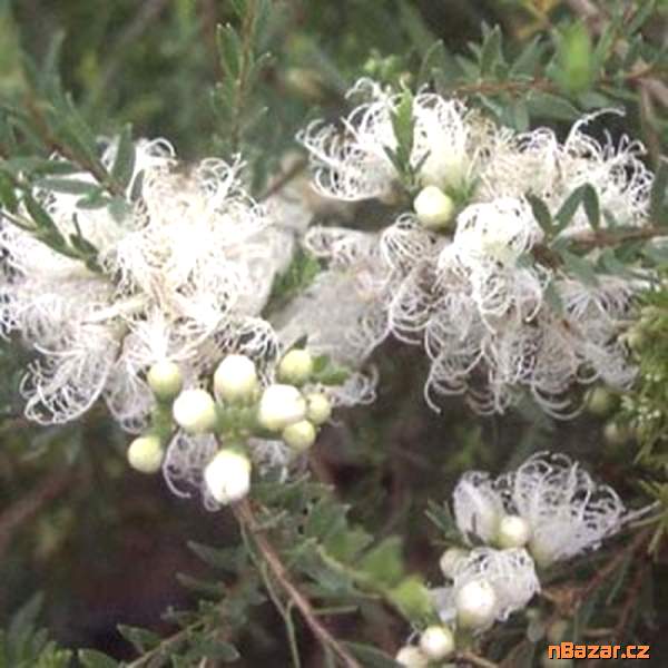 semena Melaleuca Alternifolia