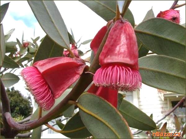 semena Eucalyptus Tetraptera