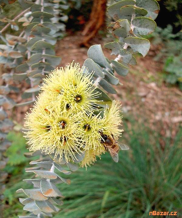 semena Eucalyptus Kruseana