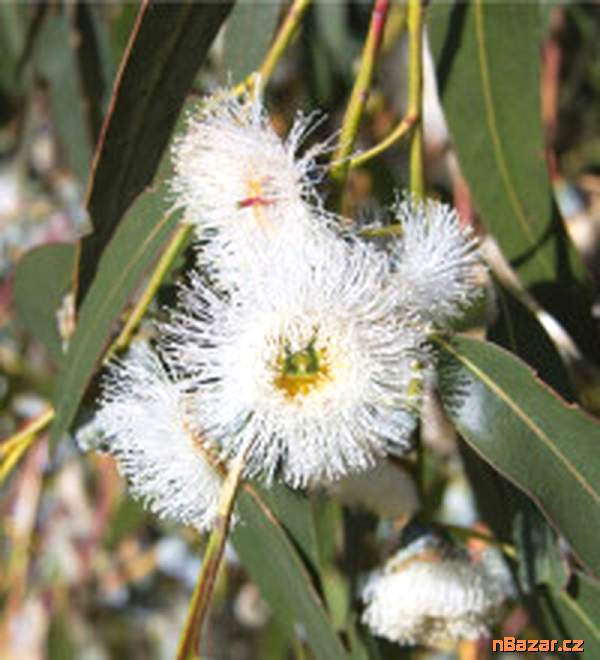 semena Eucalyptus Globulus