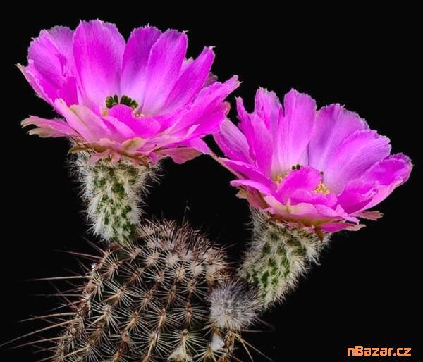 Kaktus Echinocereus armatus PP 22 