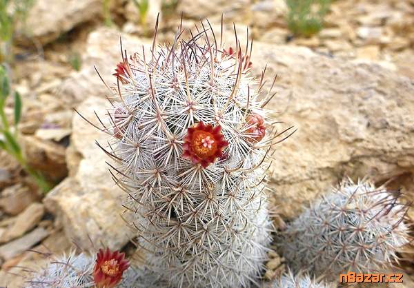 Kaktus Mammillaria potsii  10 semen