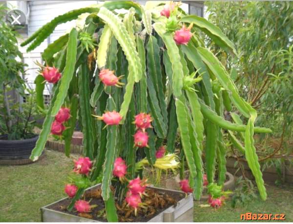 ♣ 100 x semena Kaktus Hylocereus undatus 