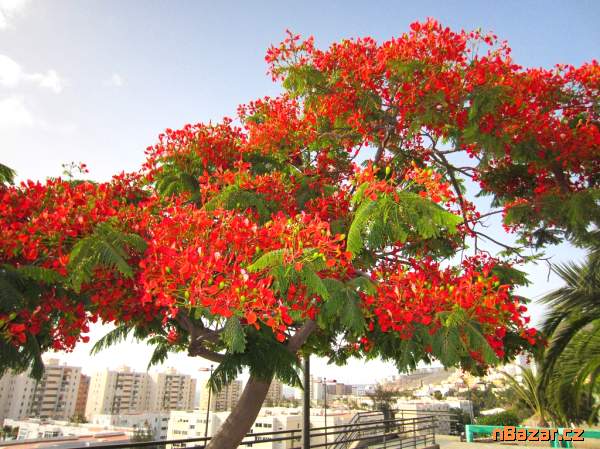 Delonix Regia - Ohňový strom Balení obsahuje 5 se