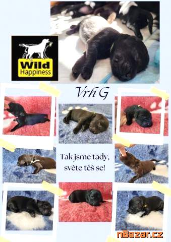 Prodej štěňat plemeno flatcoated retriever