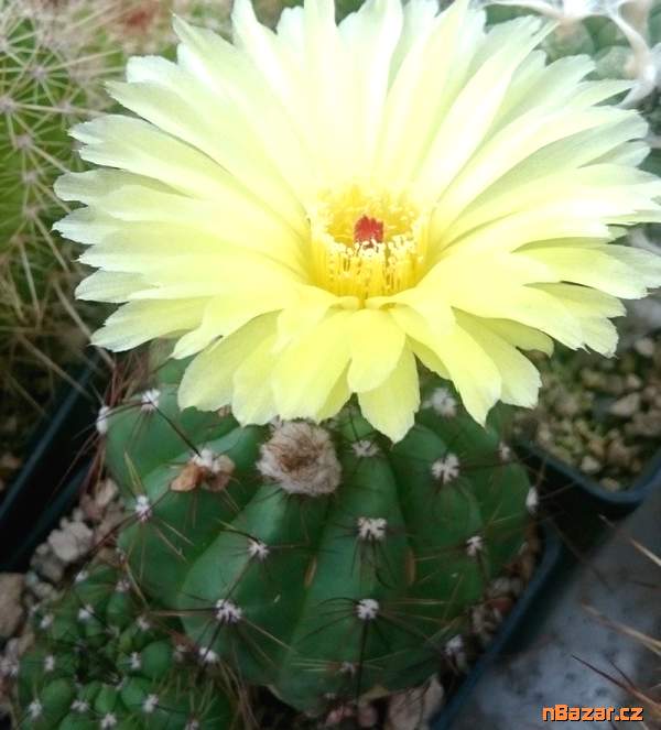 semena kaktusu Notocactus Ottonis WRA 33
