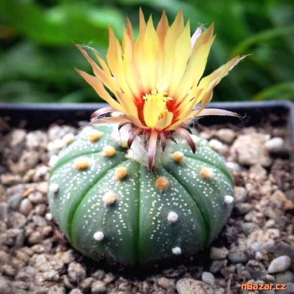 semena kaktusu Astrophytum asterias