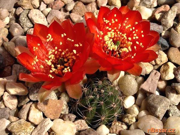 semena kaktusu Lobivia haematantha