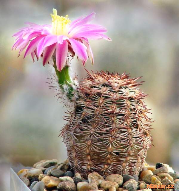 semena kaktusu Echinocereus adustus SB 72