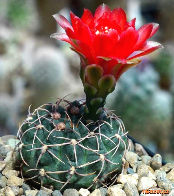 semena kaktusu Gymnocalycium baldianum