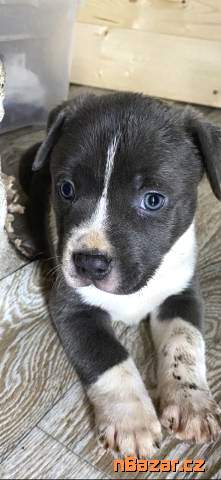 American bully XL štěňátka ABKC American bully XL štěňátka ABKC