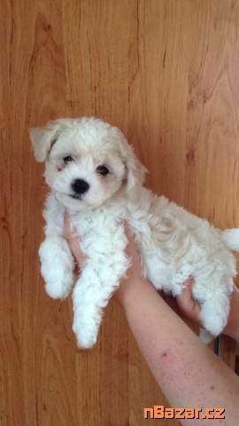 Štěňátka Bišonka s PP Štěňátka Bišonka s PP