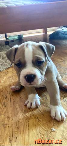 Strong Bully Czechia Strong Bully Czechia