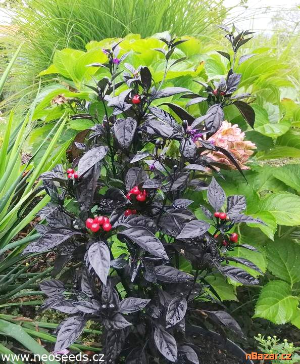 Chilli Black Pearl - SEMENA