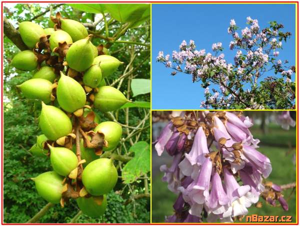 Paulownia Tomentosa- SEMENA