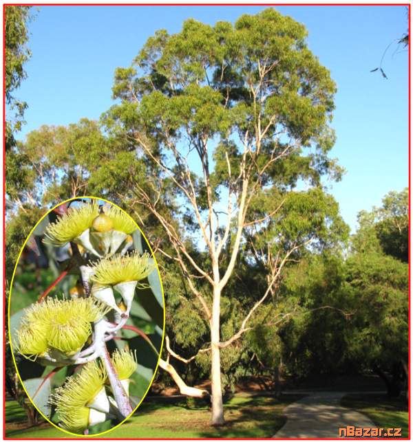 sazenice Eucalyptus citriodora