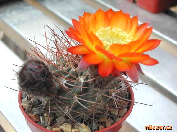 Kaktus Acanthocalycium aurantiacum R148 - semena Kaktus Acanthocalycium aurantiacum R148 - semena