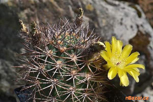 Kaktus Acanthocalycium brevispinum P 42 Rio Santa Kaktus Acanthocalycium brevispinum P 42 Rio Santa