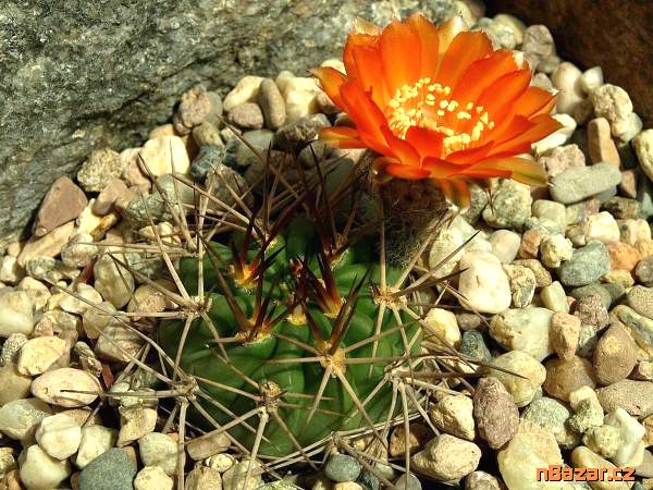 Kaktus Acanthocalycium ferrari WR 572 - semena Kaktus Acanthocalycium ferrari WR 572 - semena