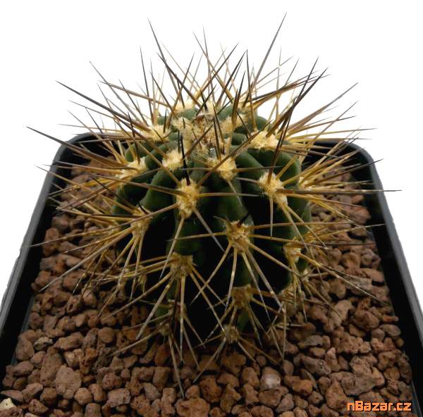 Kaktus Acanthocalycium griseum P 49 - semena Kaktus Acanthocalycium griseum P 49 - semena