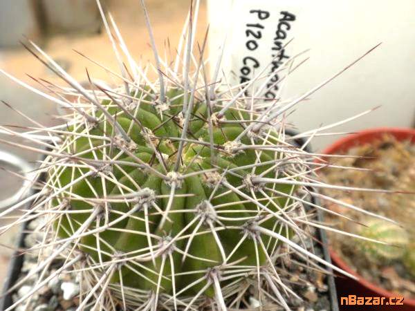 Kaktus Acanthocalycium klimpelianum P 120 - semen Kaktus Acanthocalycium klimpelianum P 120 - semen