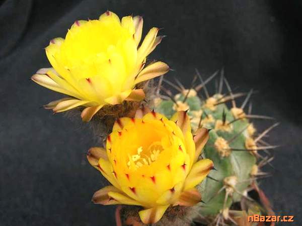 Kaktus Acanthocalycium směs druhů - semena Kaktus Acanthocalycium směs druhů - semena