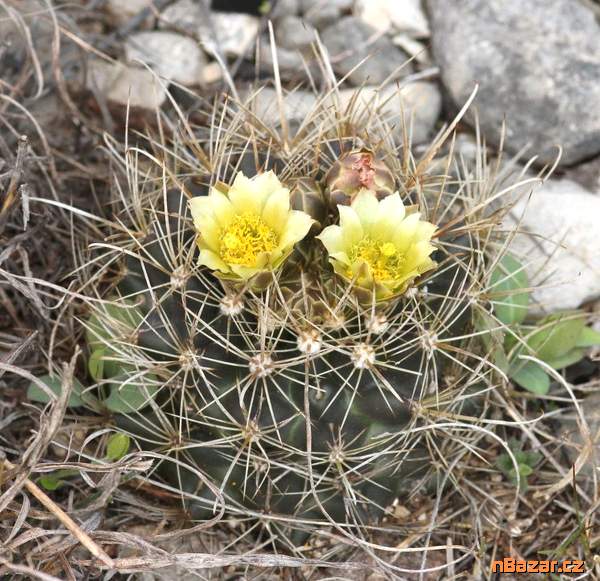 Kaktus Ancistrocactus brevihamatus Val Verde Tx. Kaktus Ancistrocactus brevihamatus Val Verde Tx.