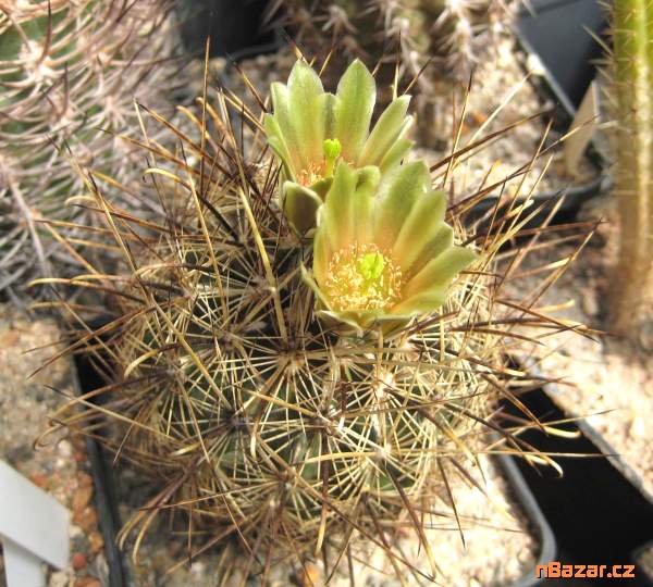 Kaktus Ancistrocactus scheeri RS 382 Hipolito Coa Kaktus Ancistrocactus scheeri RS 382 Hipolito Coa