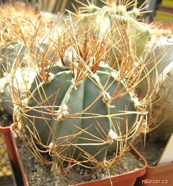 Kaktus Astrophytum senile var. aureum MZ 256 - se
