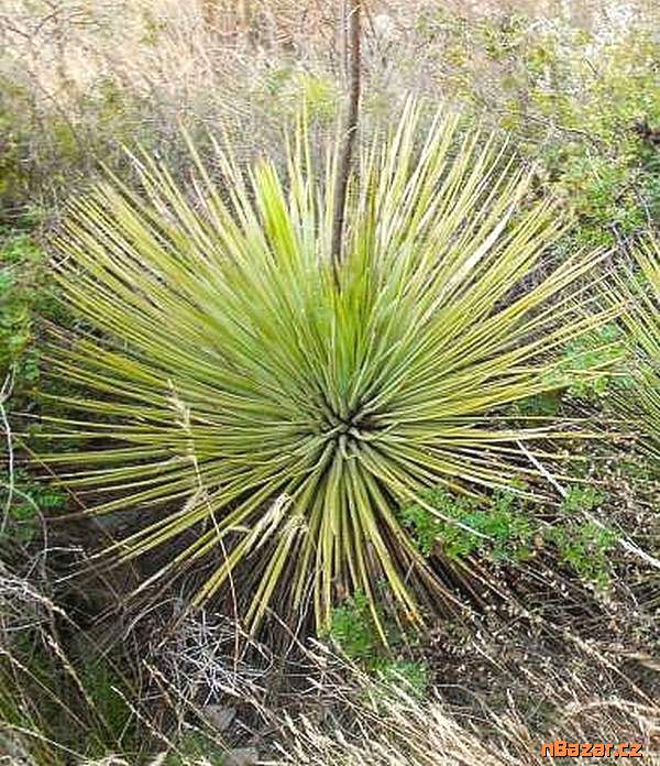 Agave striata subsp. falcata - semena