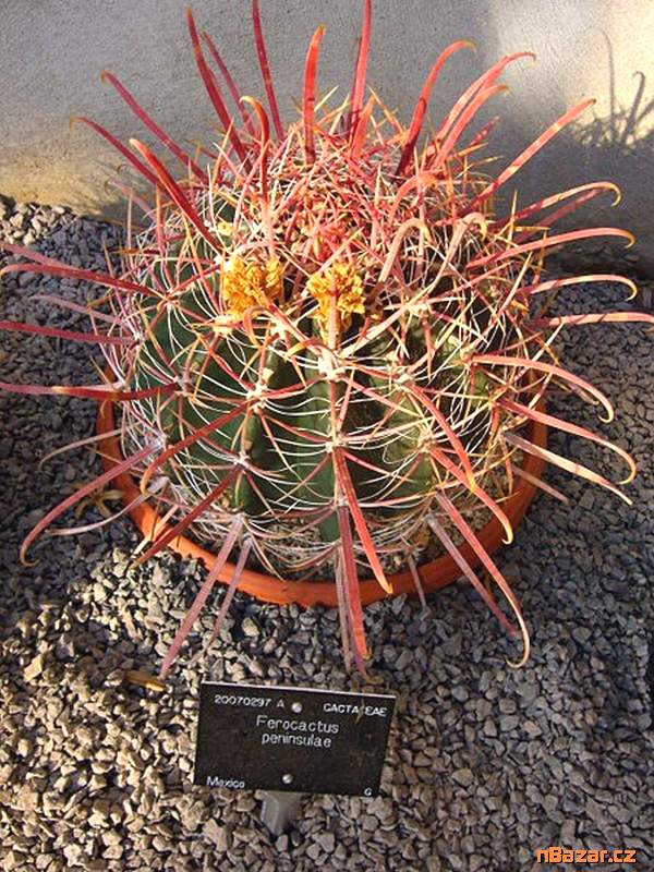 Kaktus Ferocactus peninsulae - semena Kaktus Ferocactus peninsulae - semena