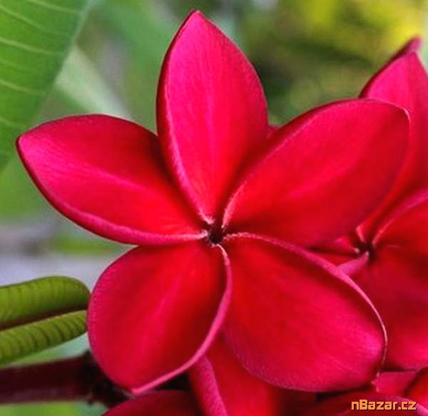 Plumeria Frangipani Redfire - semena Plumeria Frangipani Redfire - semena