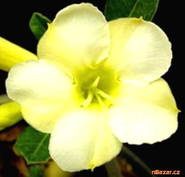 Plumeria Frangipani Coral Orange - semena Plumeria Frangipani Coral Orange - semena