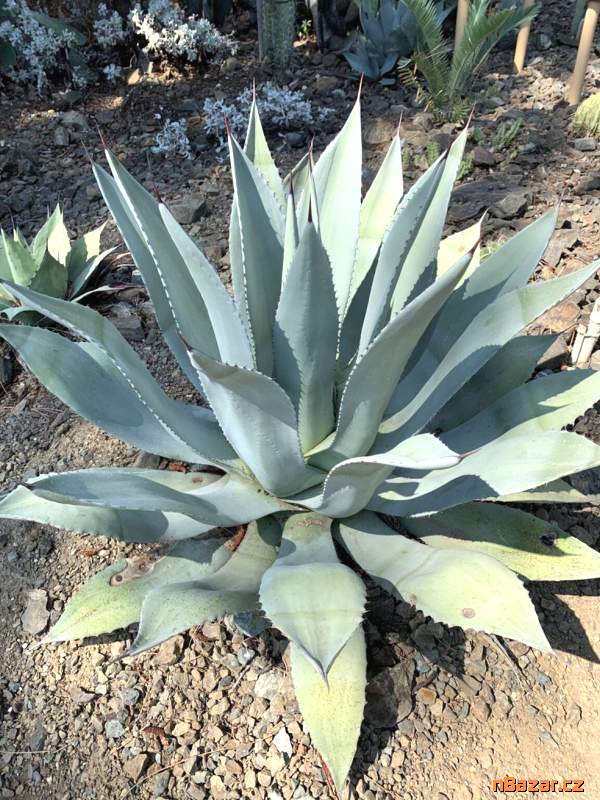 Agave flexispina - semena Agave flexispina - semena